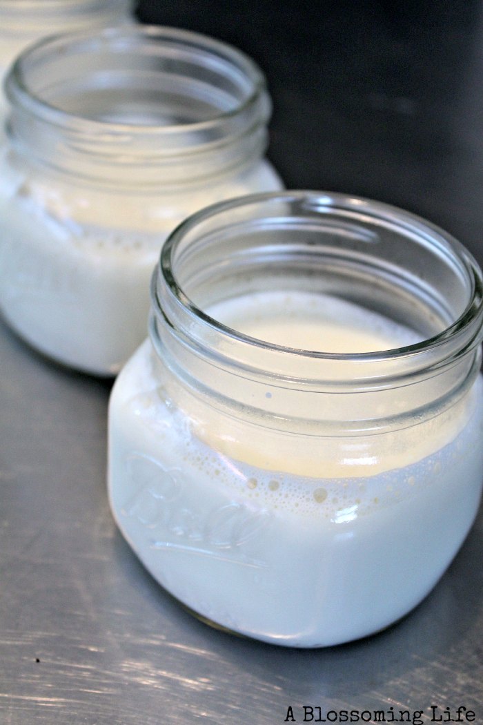 raw milk and yogurt culture in mason jars