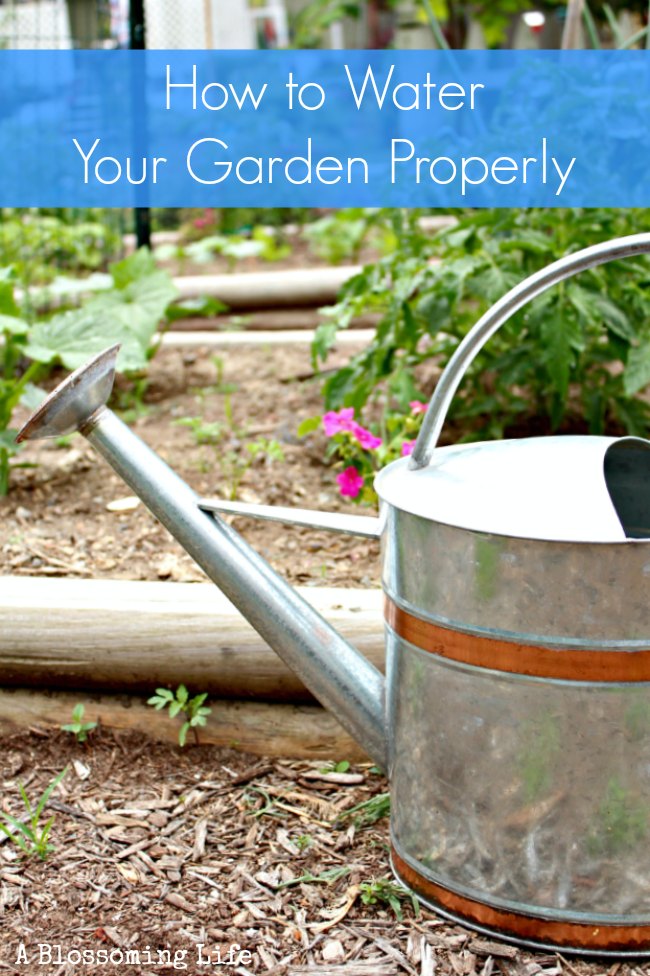 How to Water Your Garden Properly