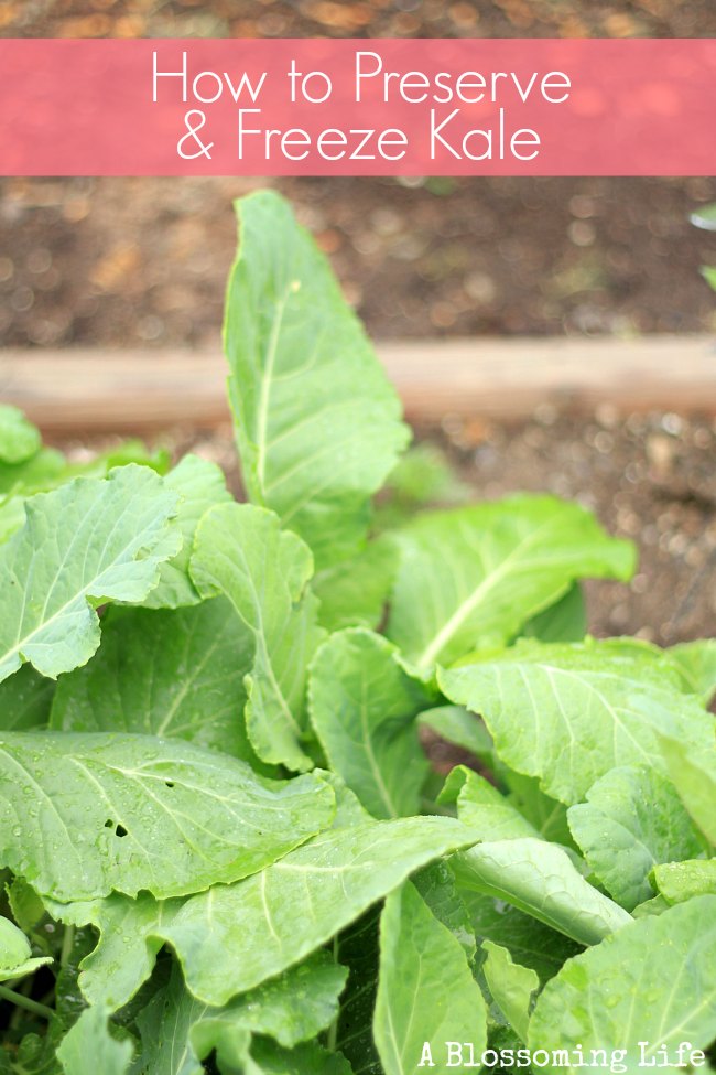 How to Freeze Kale and Other Leafy Greens - Our Future Homestead