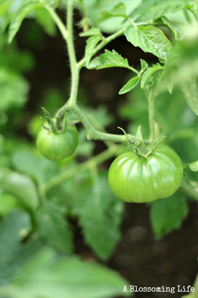 garden update tomatoes