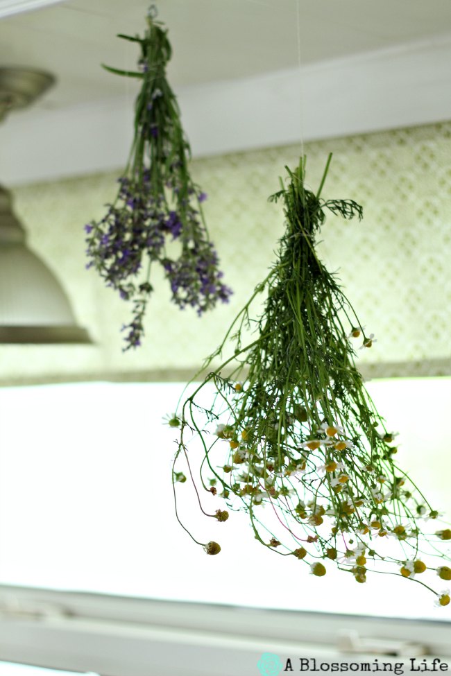 drying herbs from the garden