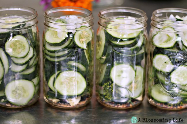 4 jars of sliced cucumbers with spices for making refrigerator pickles