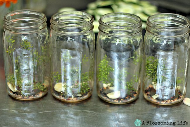 four jars with dill pickle spices on a stainless counter top with cucumbers in the background.