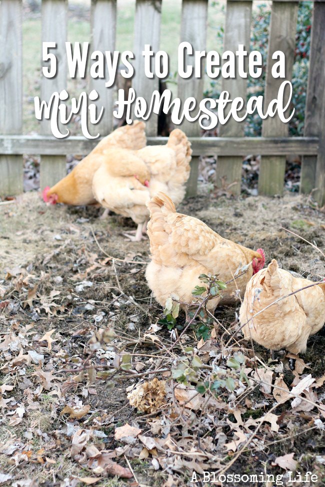 5 Ways to Create a Mini Homestead