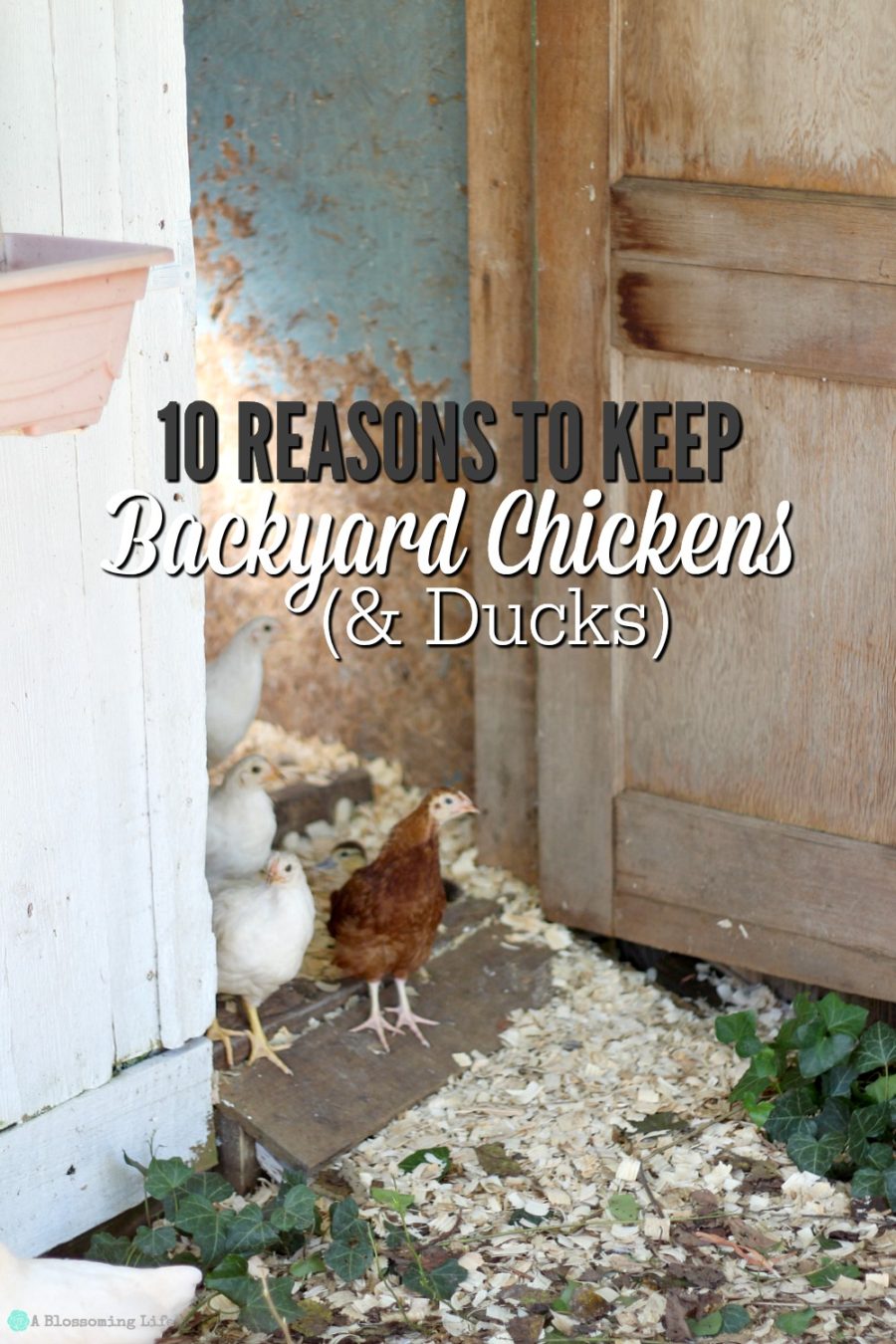 10 Reasons To Keep Backyard Chickens & Ducks