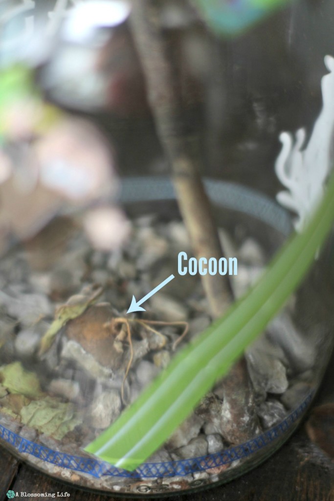 DIY Caterpillar Habitat A Blossoming Life