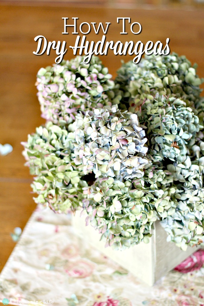 How To Dry Hydrangeas - A Blossoming Life