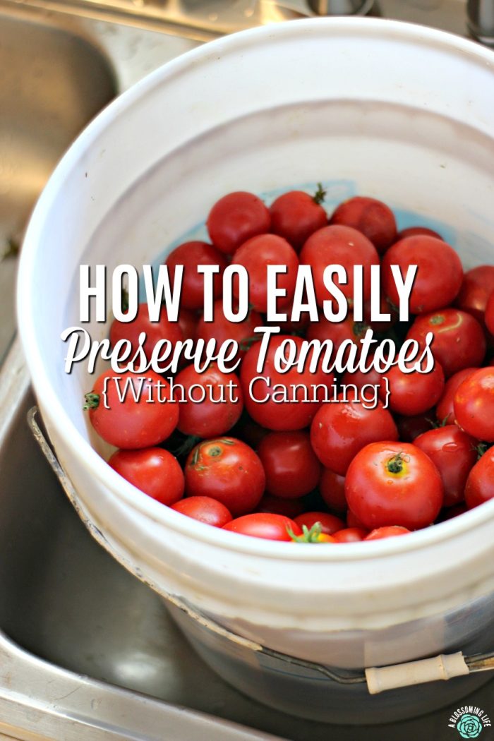 white bucket full of fresh picked tomatoes to be preserved by freezing