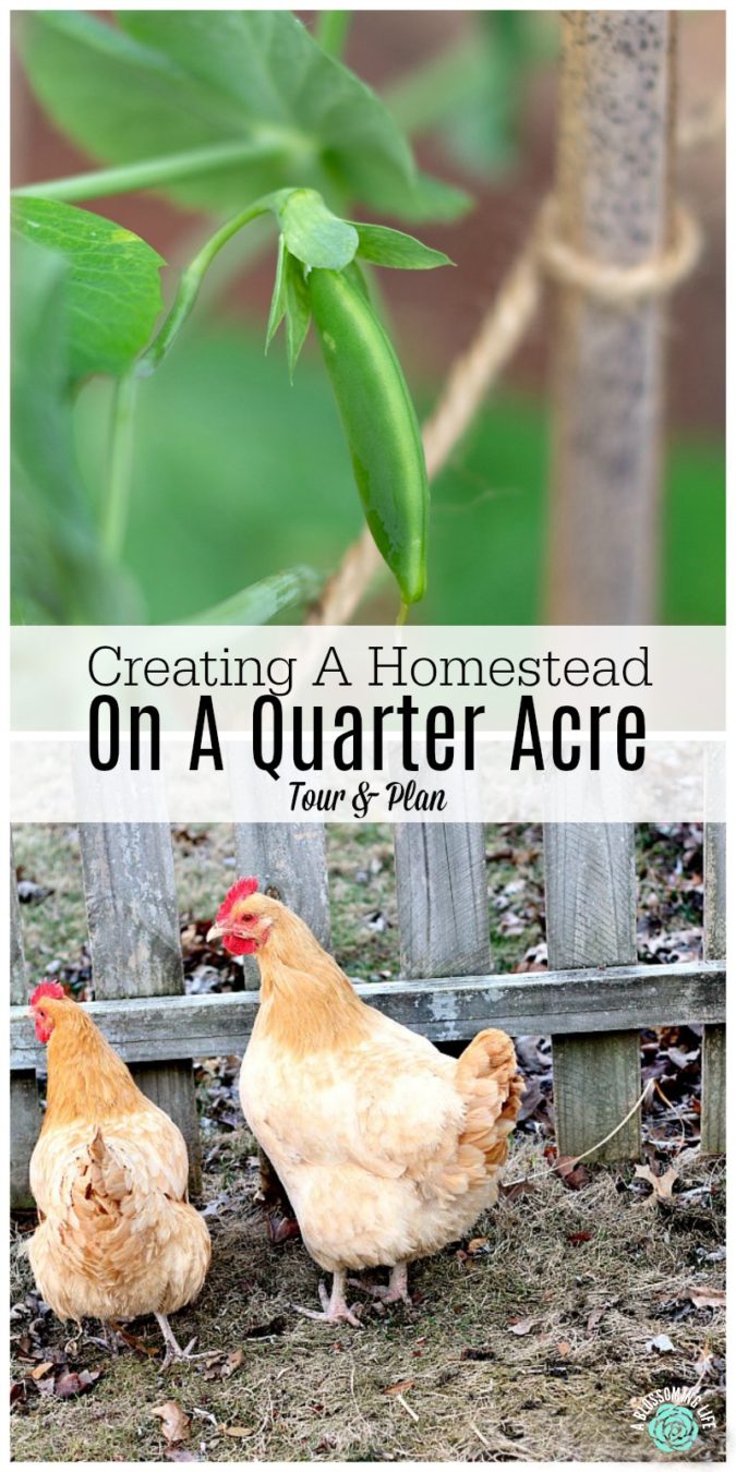 Creating A Homestead On A Quarter Acre – Tour And Plan