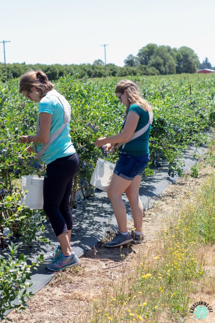 two women blueberry picking