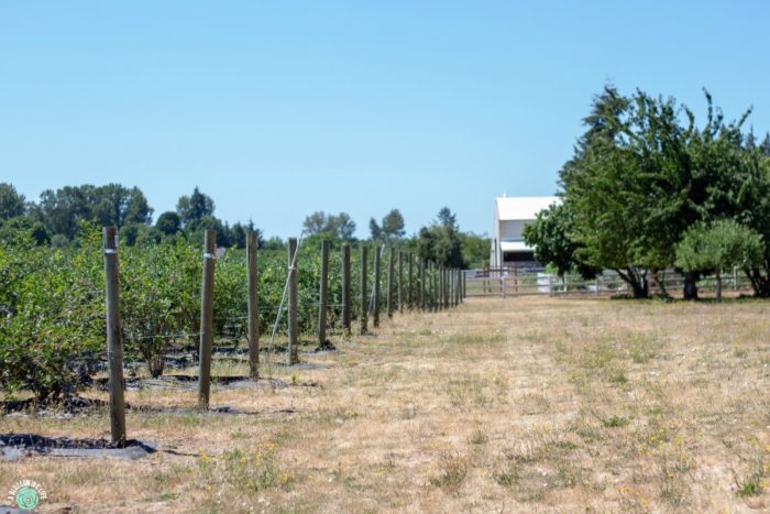 Blueberry farm