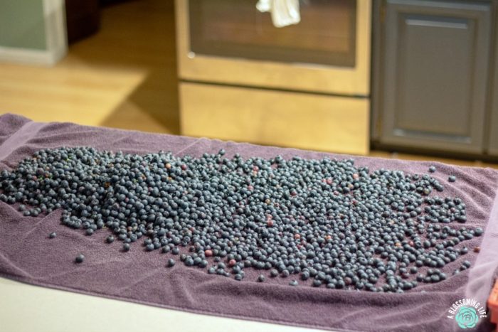 how to freeze blueberries - fresh blueberries on a towel getting ready to freeze