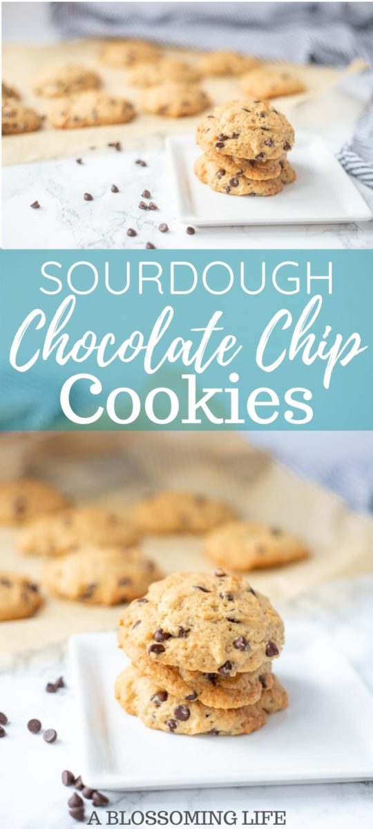 Sourdough Chocolate Chip Cookies - A Blossoming Life