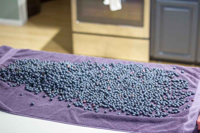 washed blueberries on a purple towel on a kitchen countertop