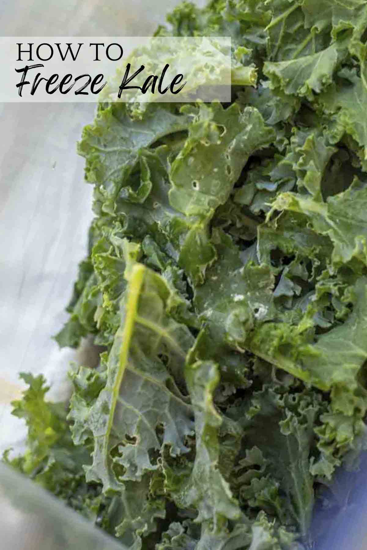 How to Freeze Kale 2 Easy Ways A Blossoming Life