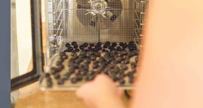 placing blueberries in a dehydrator