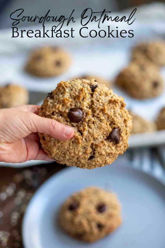 hand holding a sourdough oatmeal breakfast cookie in the air. A grab plate with cookies and a baking sheet of cookies are below