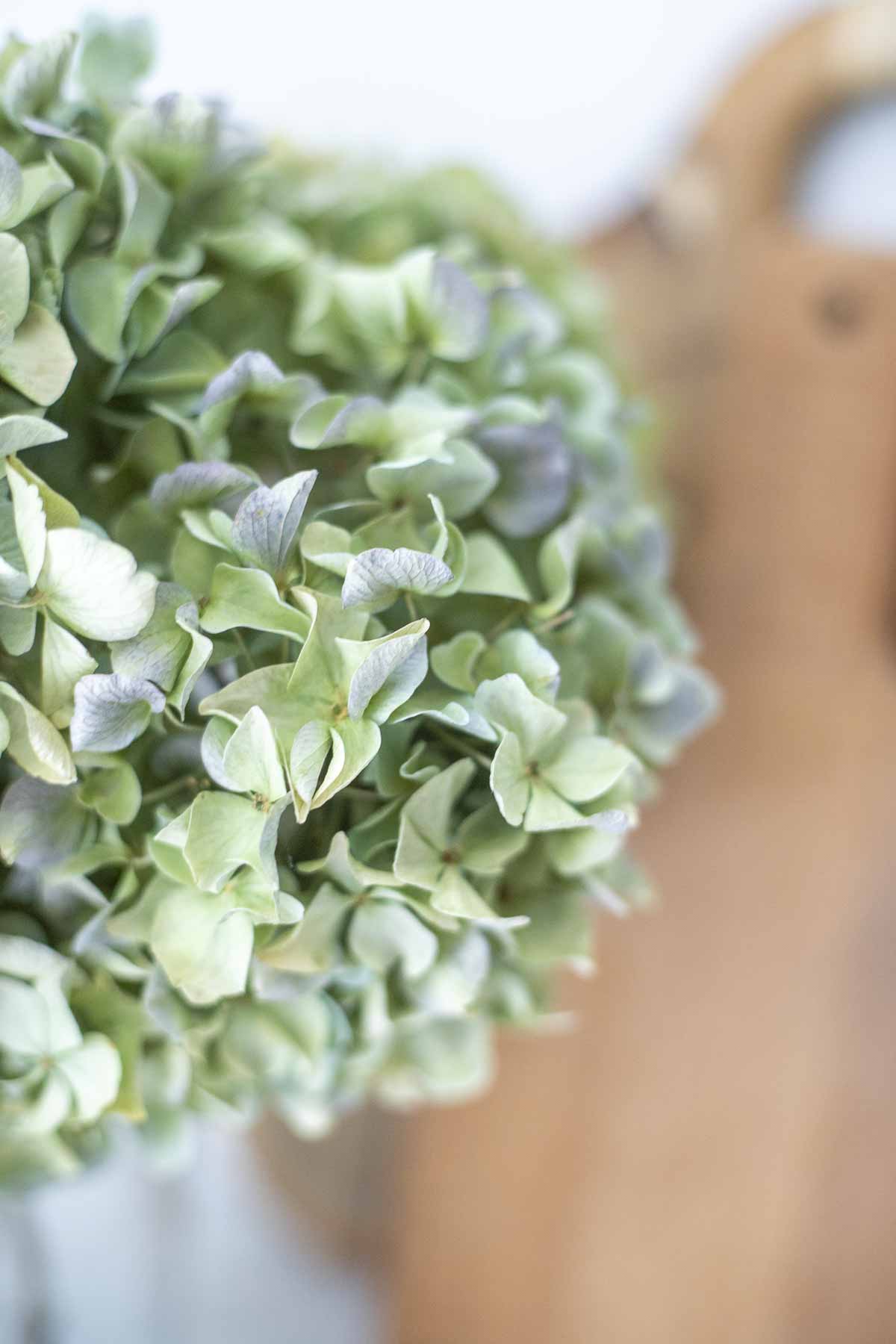 close up of dried hydrangeas in a glass jar.