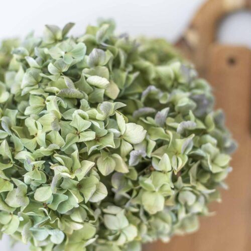 close up picture of dried hydrangeas in a jar.