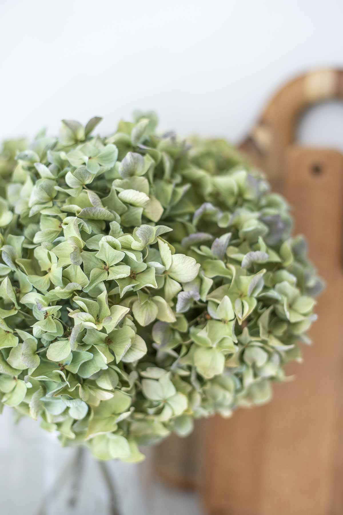 close up picture of dried hydrangeas in a jar.