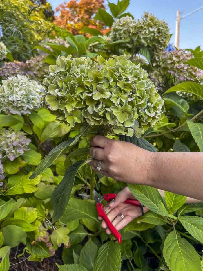 clipping hydrangeas off the bush.