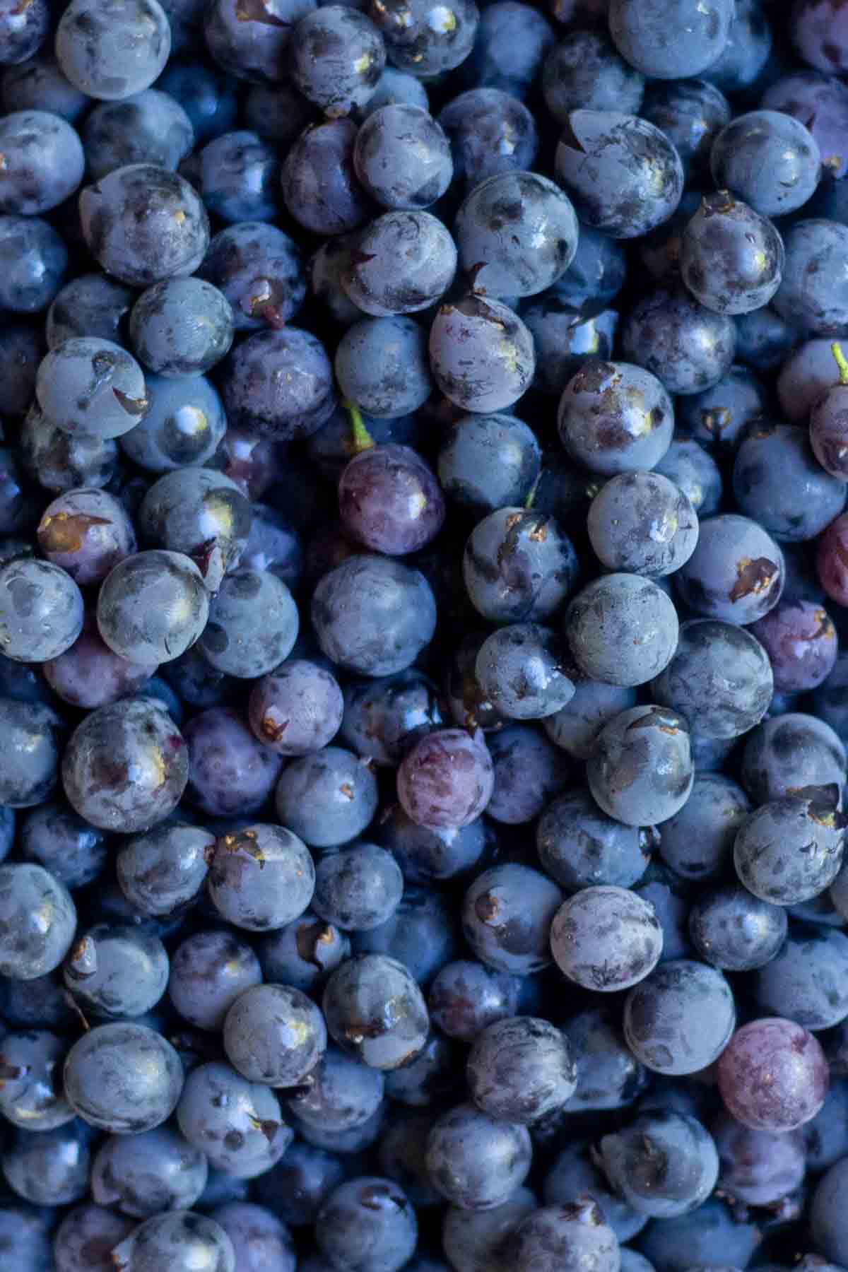 Close up pictures of fresh grapes.